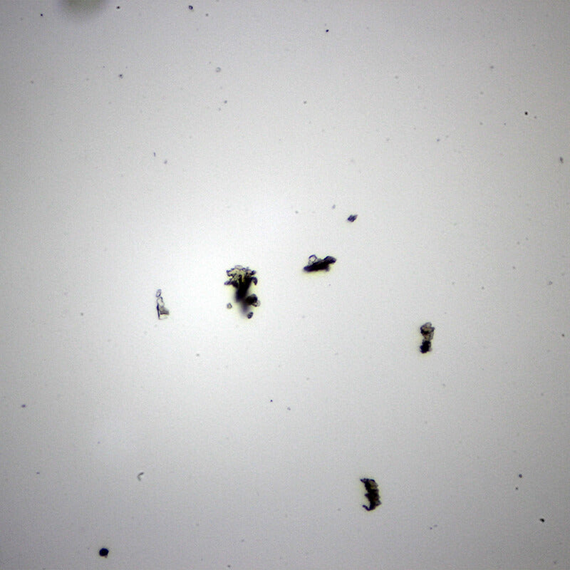 Set preparate anatomie pentru microscop (25 buc)