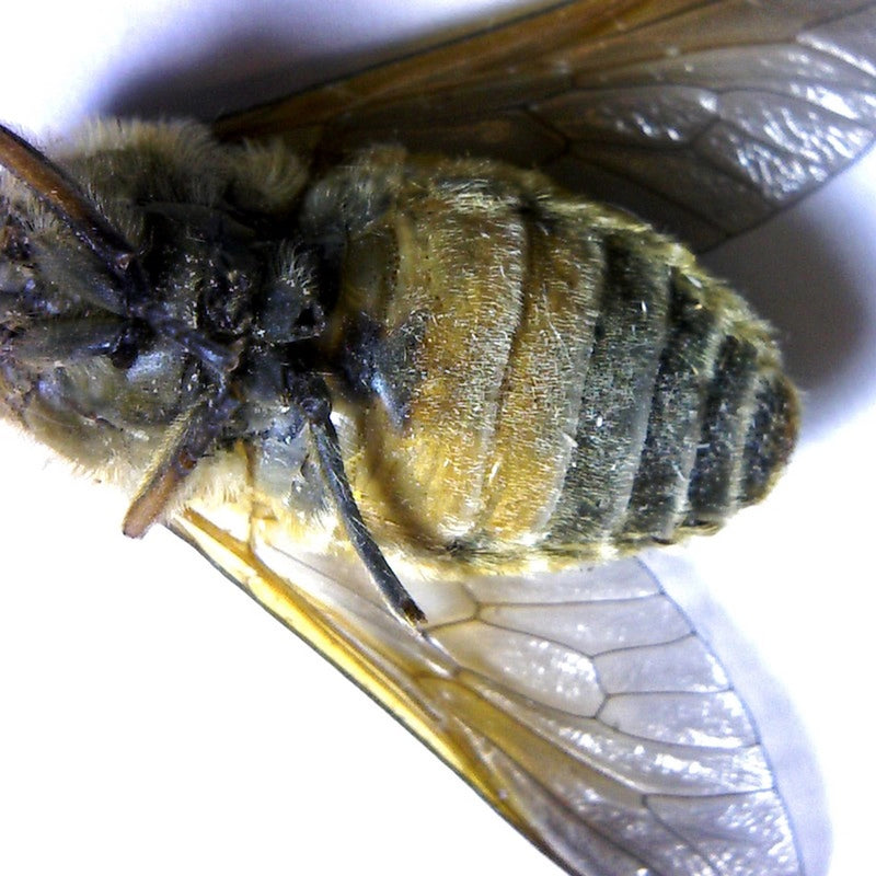 Microscop digital USB BRESSER (50-1000x)