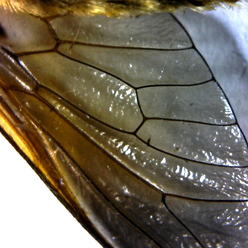 Microscop digital USB BRESSER (50-1000x)