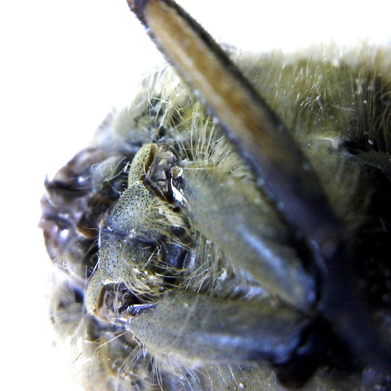 Microscop digital USB BRESSER (50-1000x)