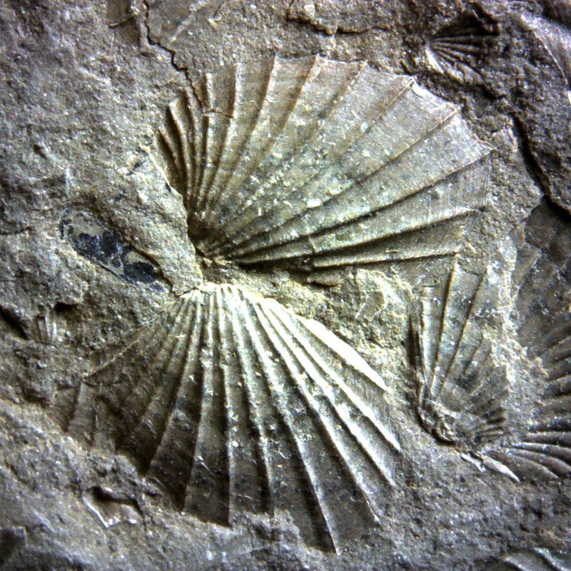 Microscop digital USB BRESSER (50-1000x)