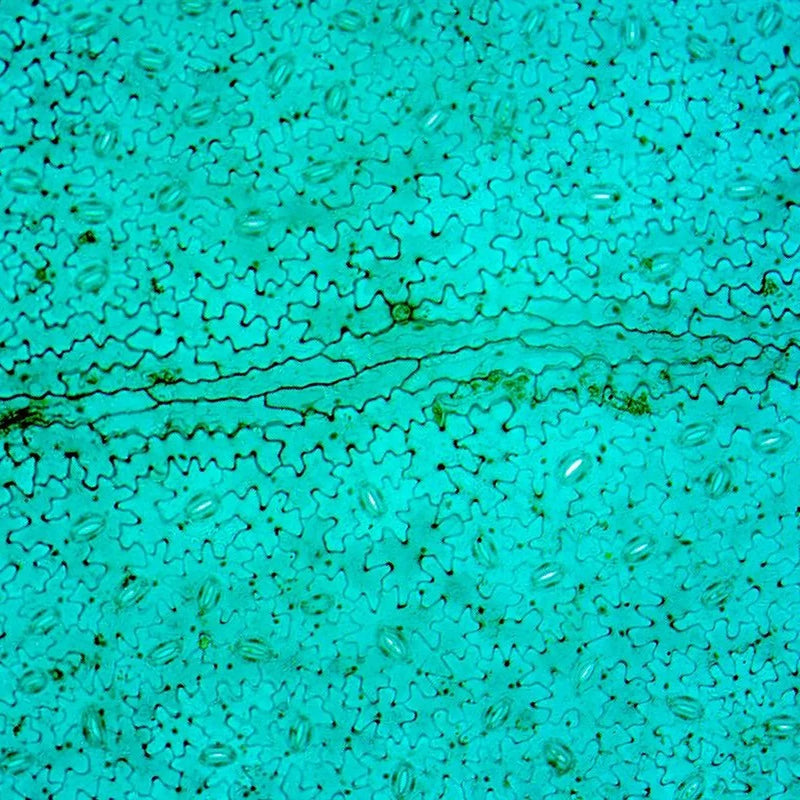 Microscop biologic trinocular BIM-105T (40x - 1000x) cu LED