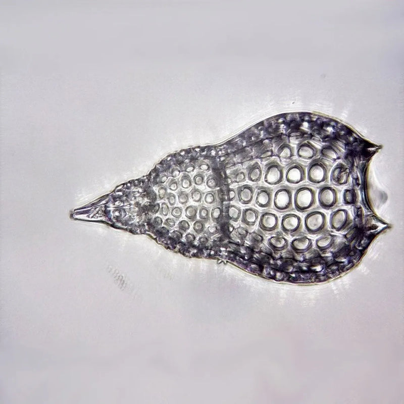 Microscop biologic trinocular BIM-105T (40x - 1000x) cu LED