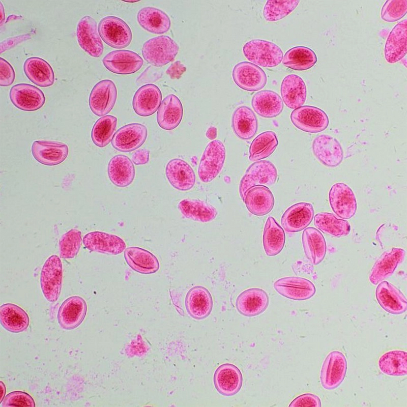 Microscop biologic trinocular BIM-313T PLAN LED (40x-1000x)