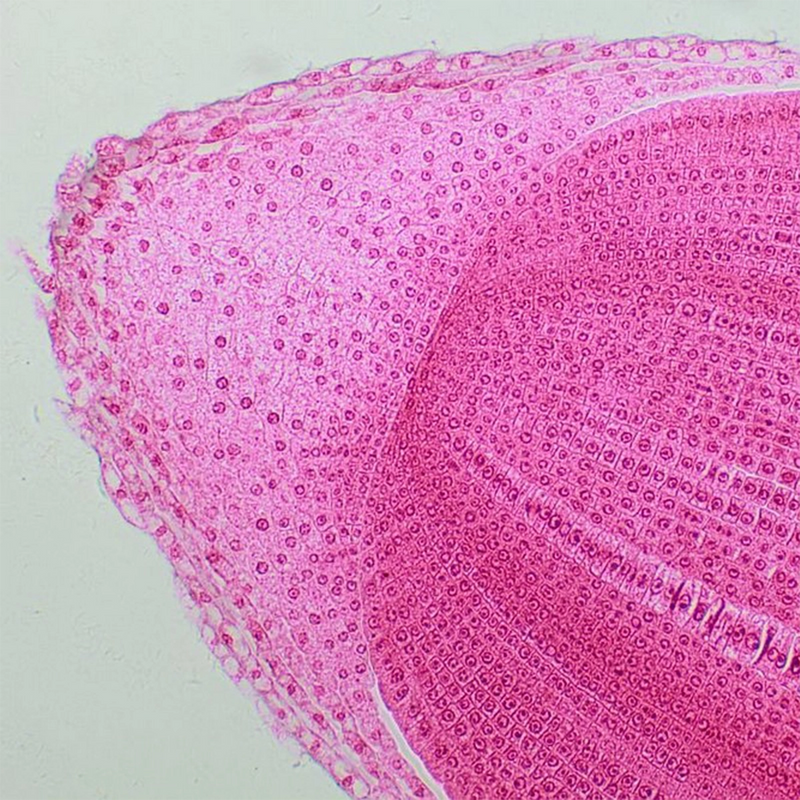 Microscop biologic trinocular BIM-313T PLAN LED (40x-1000x)