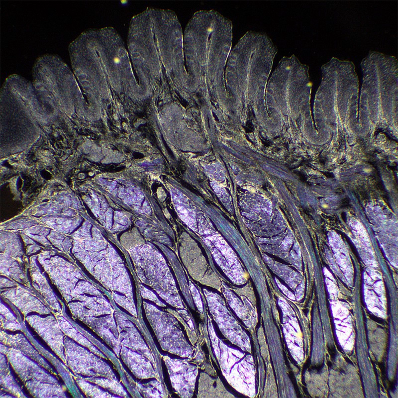 Microscop biologic trinocular BIM-313T PLAN LED (40x-1000x)