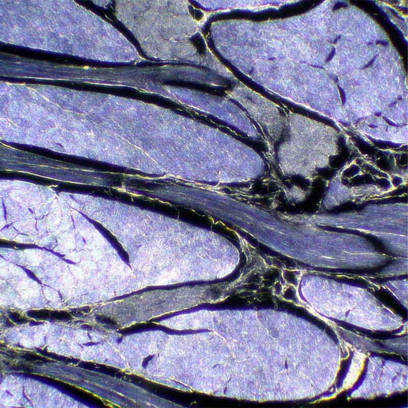 Microscop biologic trinocular BIM-313T PLAN LED (40x-1000x)