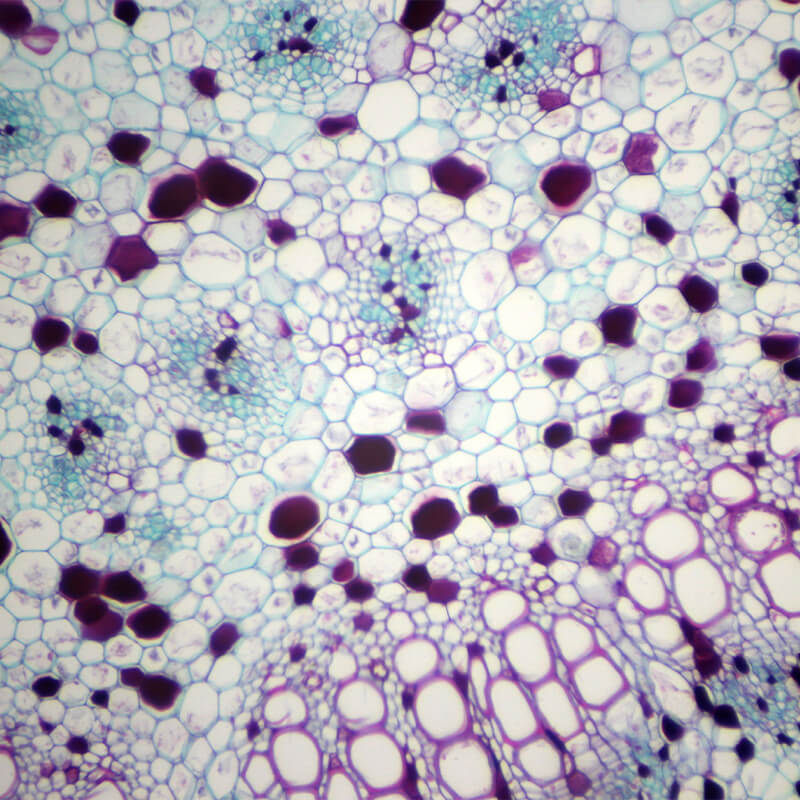 Preparate pentru microscop 100 bucati