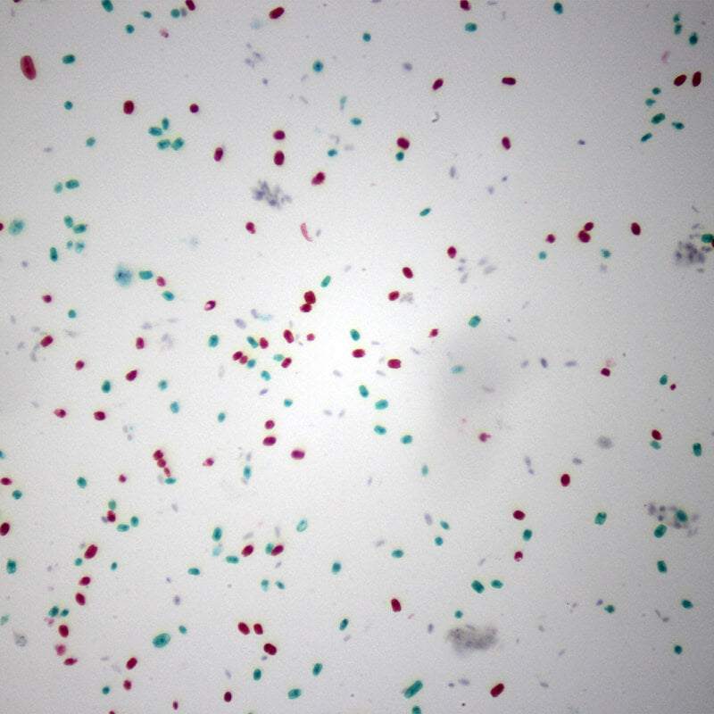 Preparate pentru microscop 100 bucati