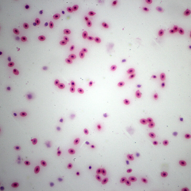 Set preparate anatomie pentru microscop (25 buc)