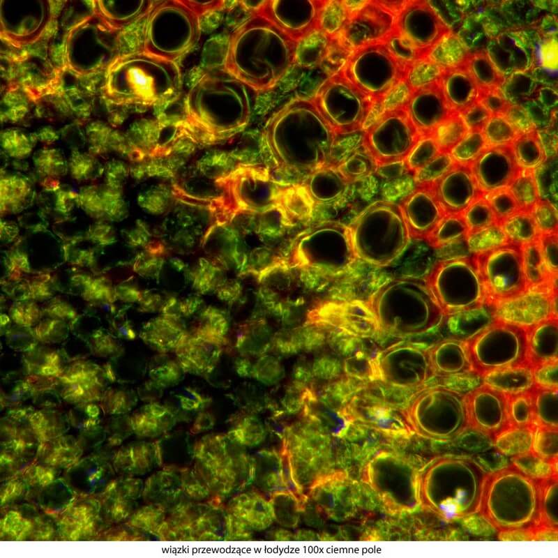 Microscop biologic trinocular DELTA Genetic Pro Trino (40x-1000x)