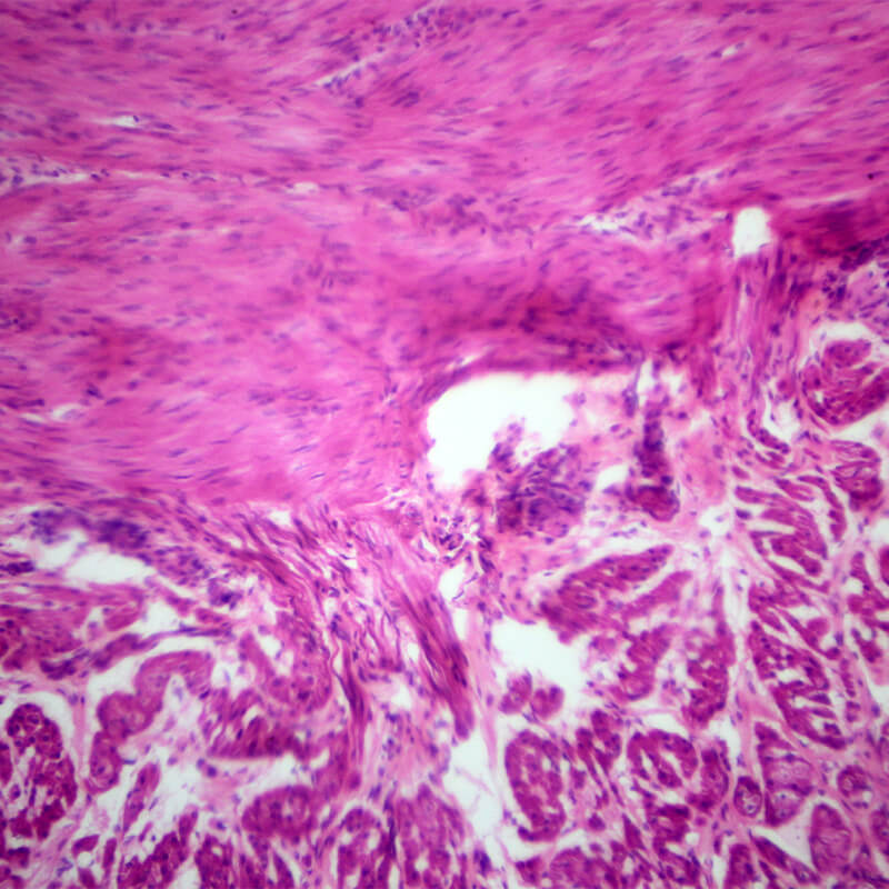 Set preparate anatomie pentru microscop (25 buc)