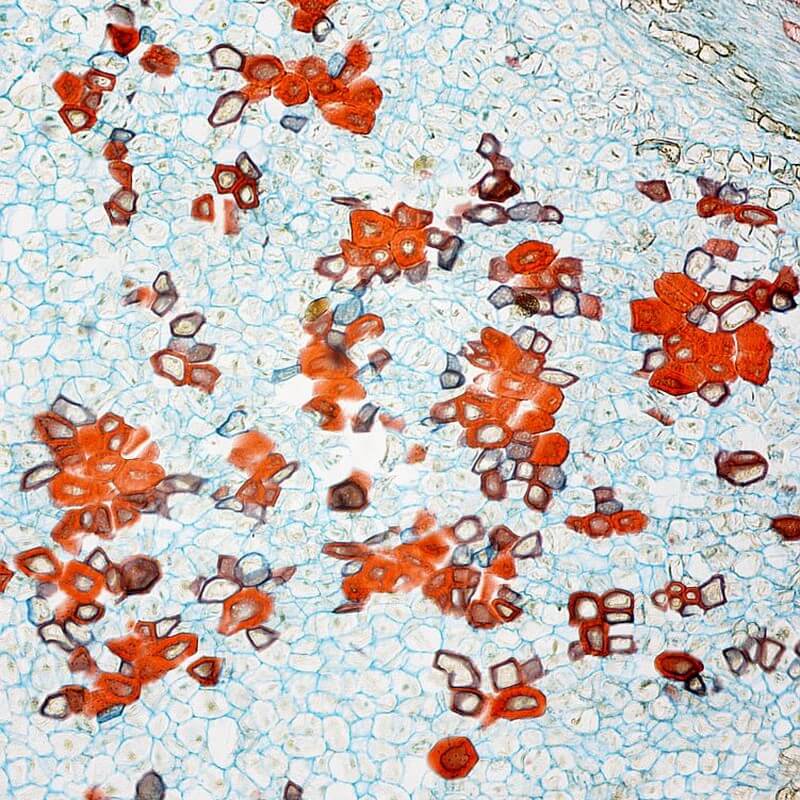 Set microscop biologic pentru elevi Student 12 (40-640x) cu LED