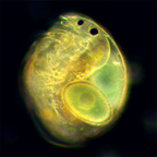 Condensator camp intunecat N.A 0.9 Delta Genetic Pro