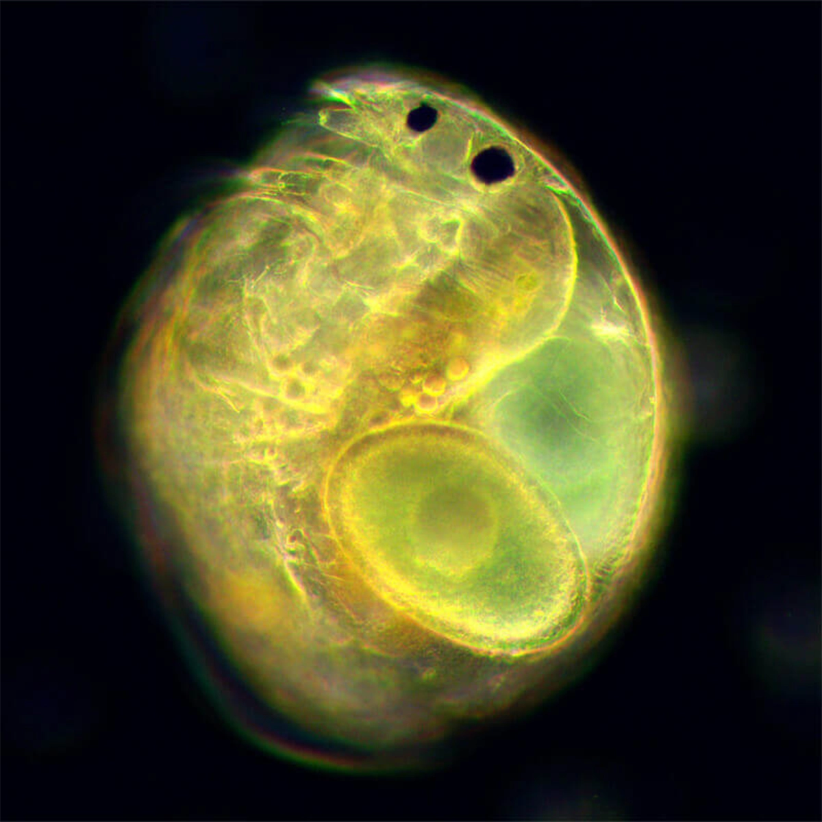 Condensator camp intunecat N.A 0.9 Delta Genetic Pro