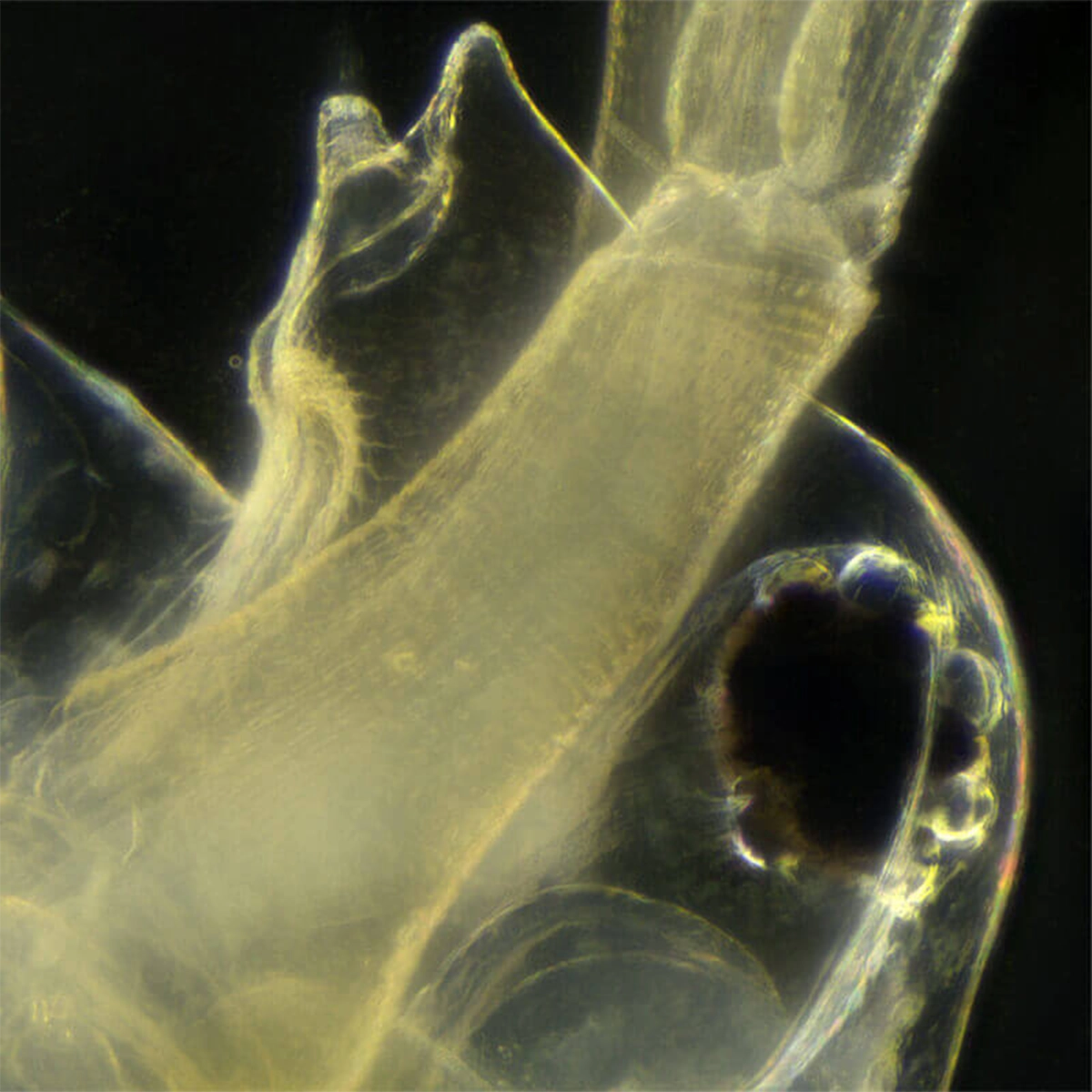 Condensator camp intunecat N.A 0.9 Delta Genetic Pro