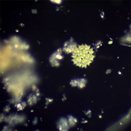 Condensator camp intunecat N.A 0.9 Delta Genetic Pro