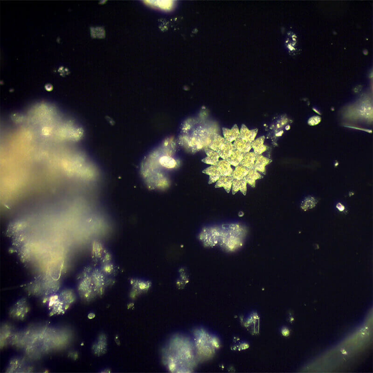 Condensator camp intunecat N.A 0.9 Delta Genetic Pro
