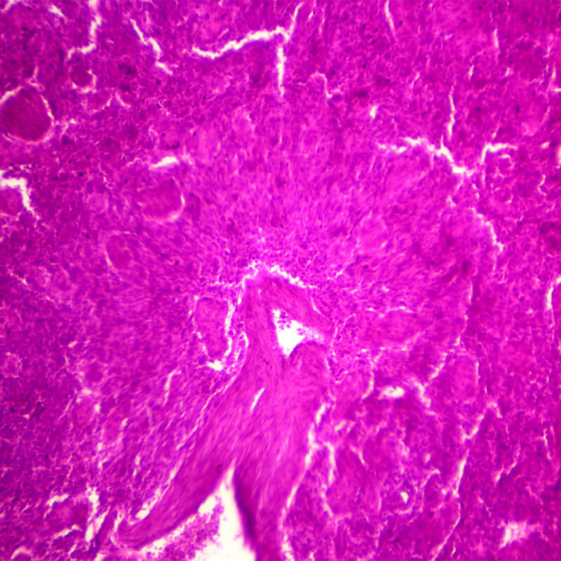 Set preparate anatomie pentru microscop (25 buc)