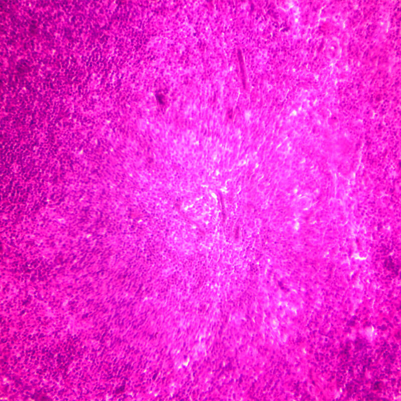 Set preparate anatomie pentru microscop (25 buc)