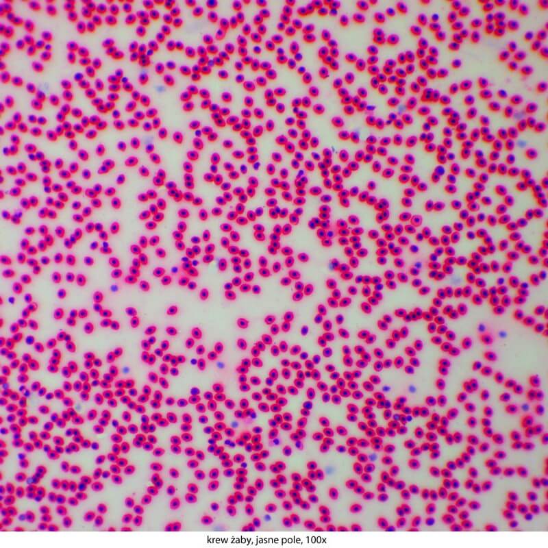 Microscop biologic binocular DELTA Genetic Pro Bino (40x-1000x)