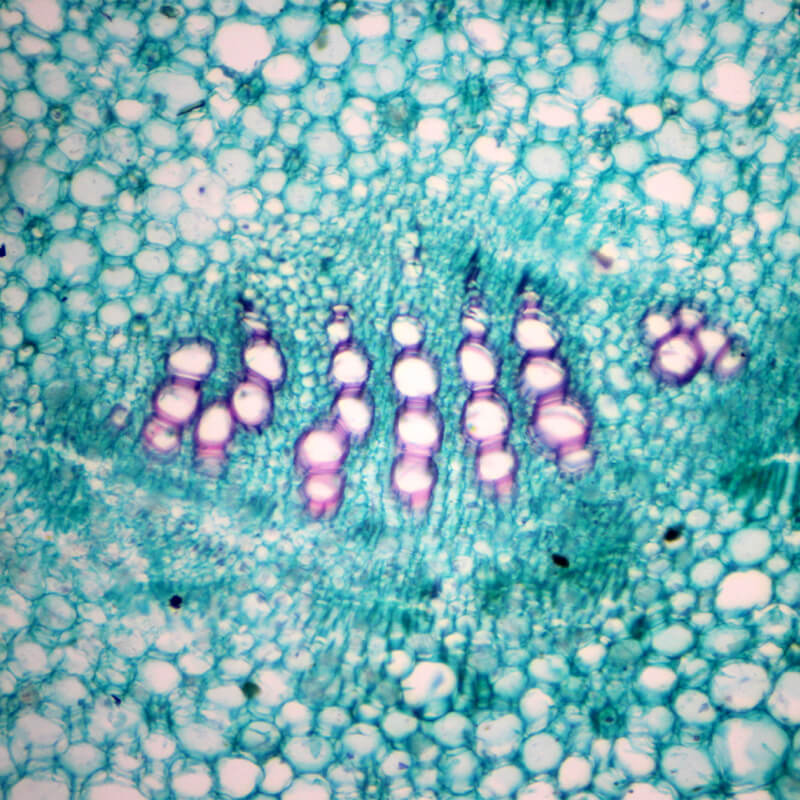 Set preparate botanica pentru microscop (25 buc)