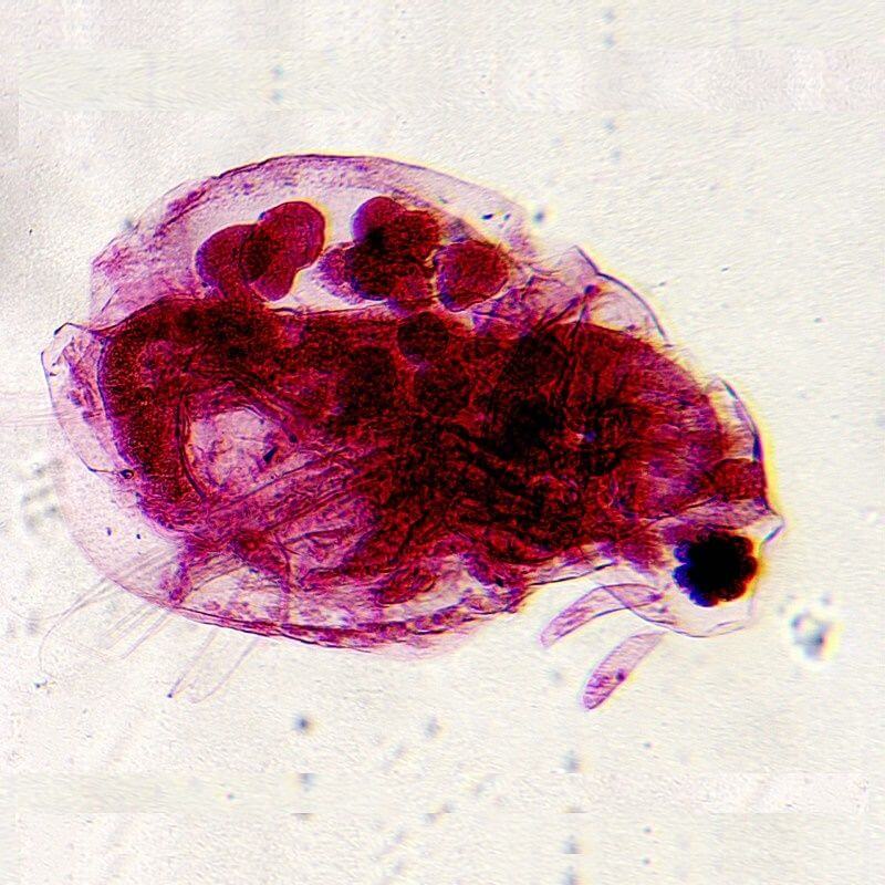 Microscop biologic monocular educational BIM-270M (40-400x)