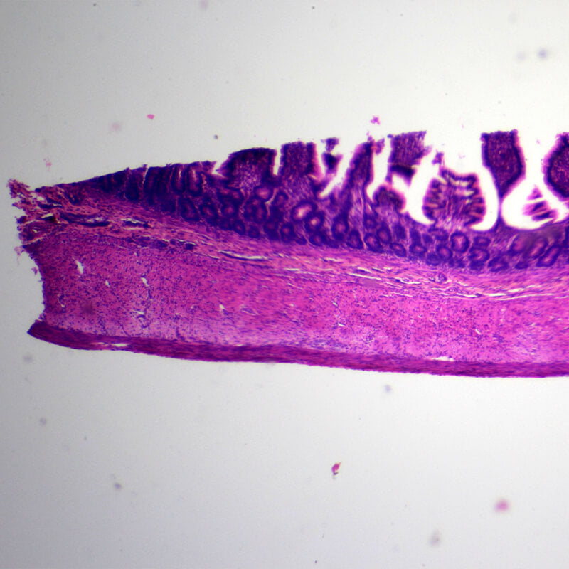 Set preparate mixt pentru microscop (25 buc)