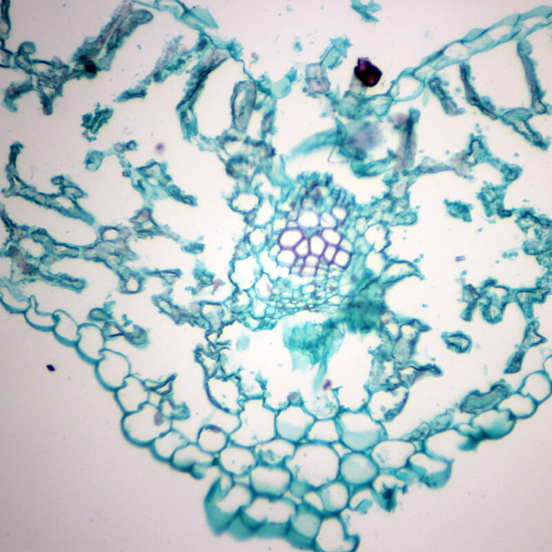 Set preparate botanica pentru microscop (25 buc)