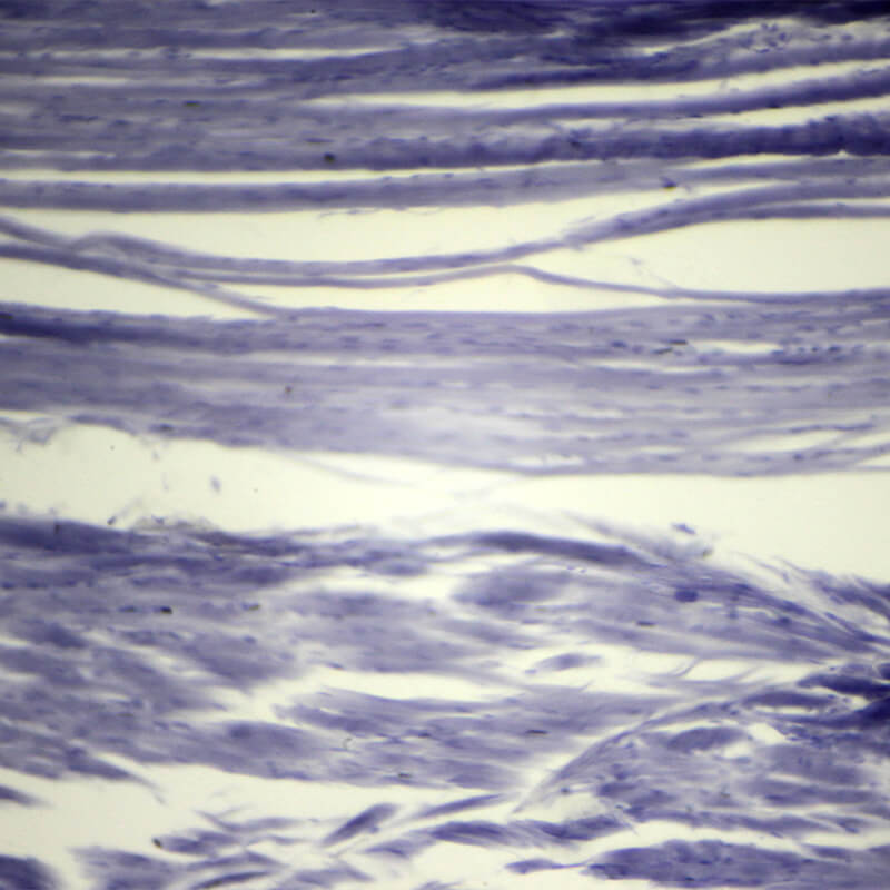 Set preparate gimnasiu pentru microscop (25 buc)