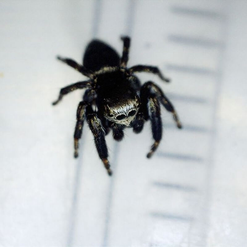 Microscop digital portabil DELTA Smart PRO 5MP