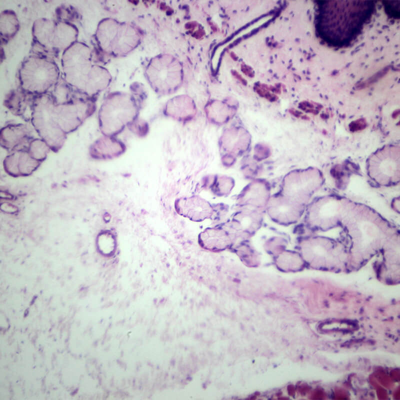 Preparate pentru microscop 100 bucati