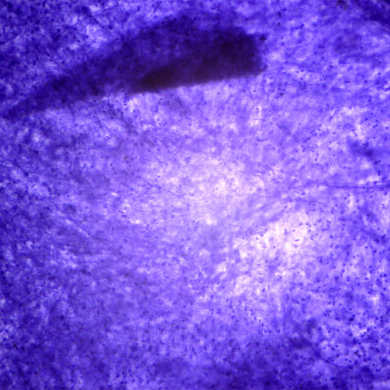 Set preparate anatomie pentru microscop (25 buc)