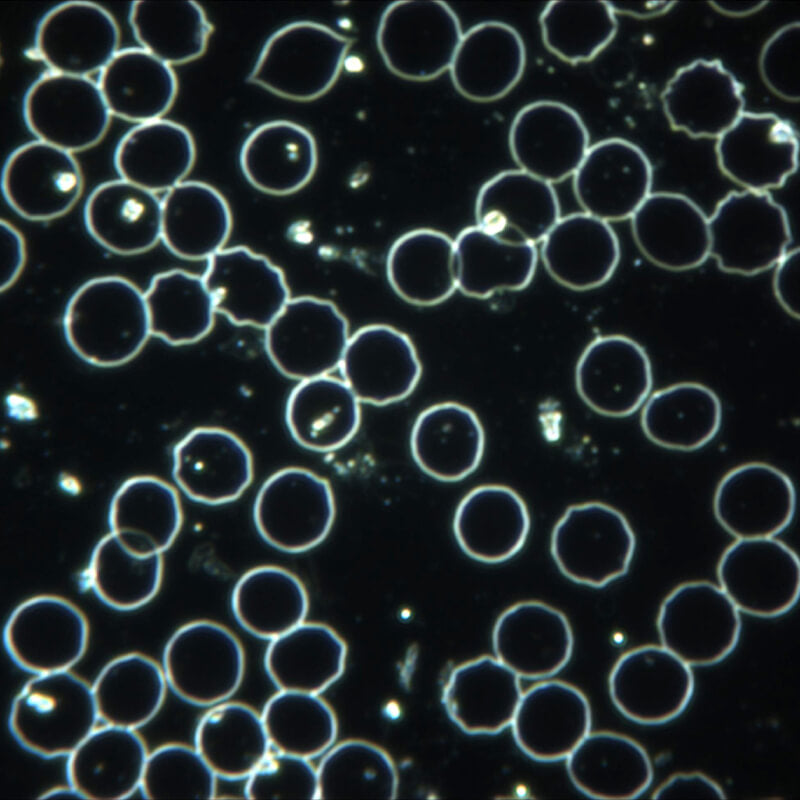 Microscop LACERTA LIS-CDF