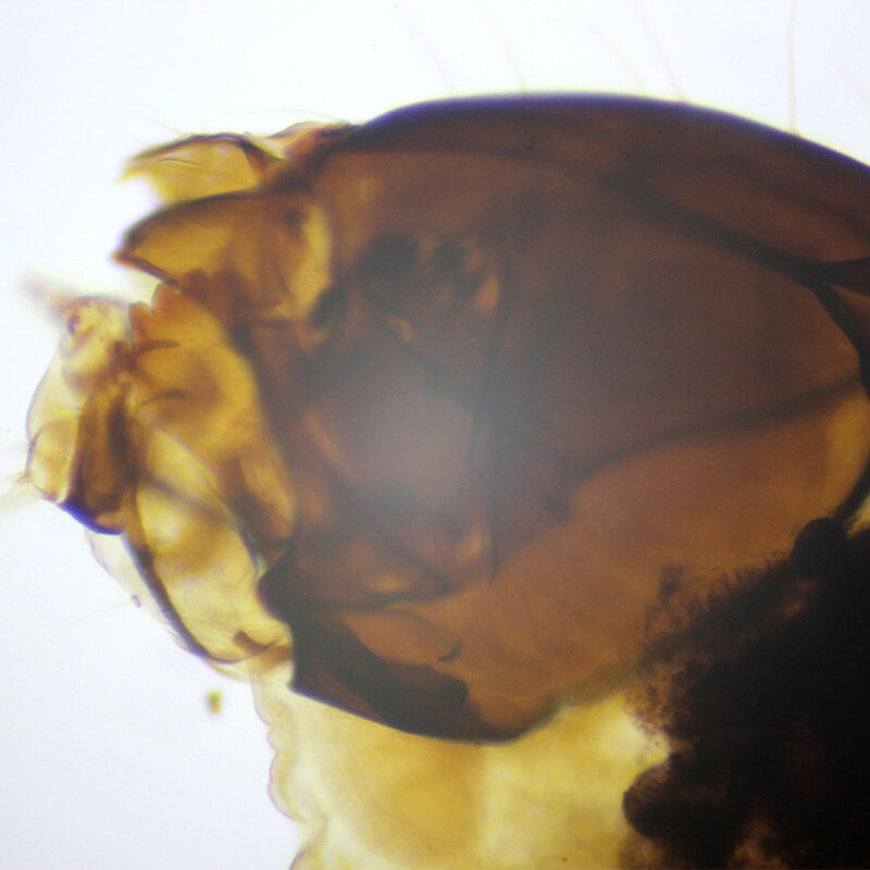 Set preparate zoologica pentru microscop (25 buc)