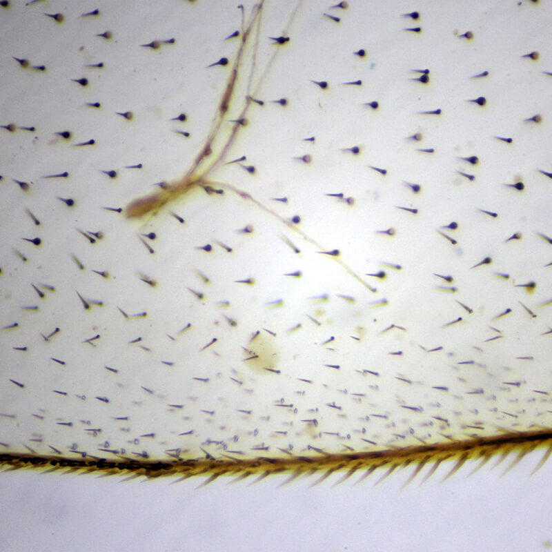 Set preparate zoologica pentru microscop (25 buc)