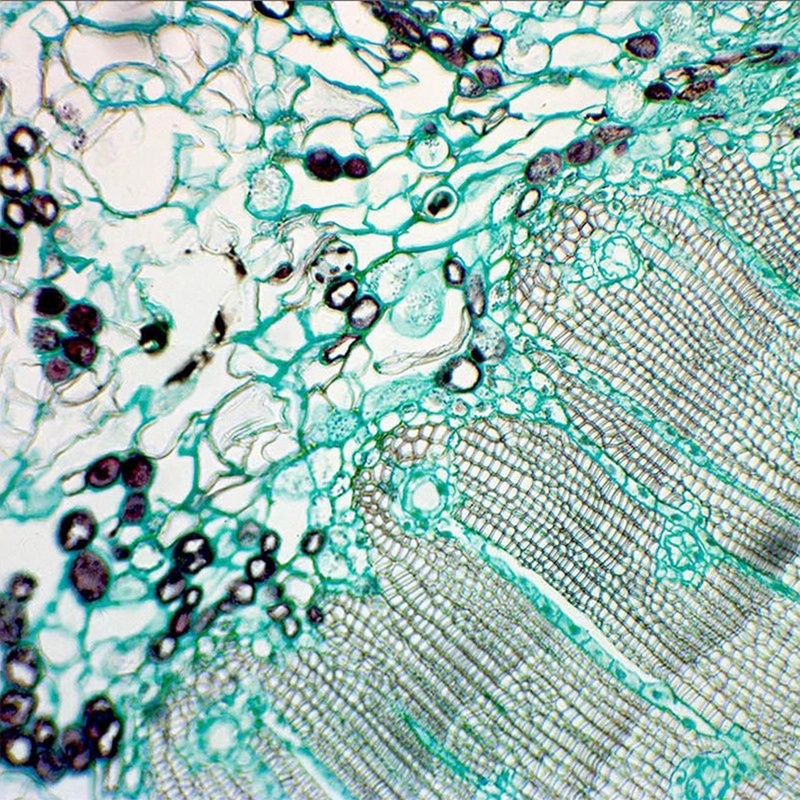 Microscop biologic binocular BIM-135B EA semiPLAN (40x-1000x) (resigilat)