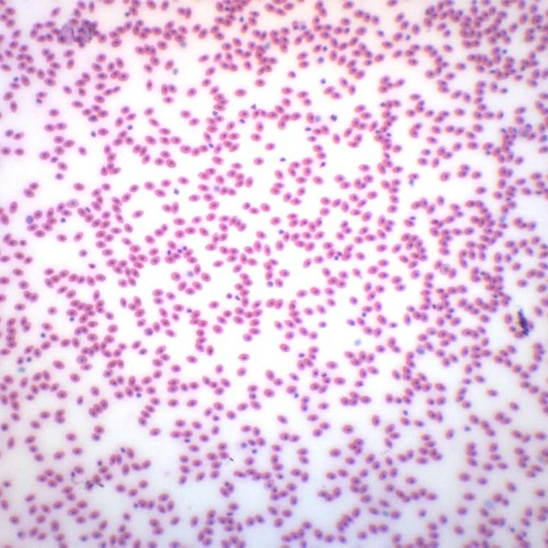 Microscop biologic binocular BIM-135B EA semiPLAN (40x-1000x) (resigilat)