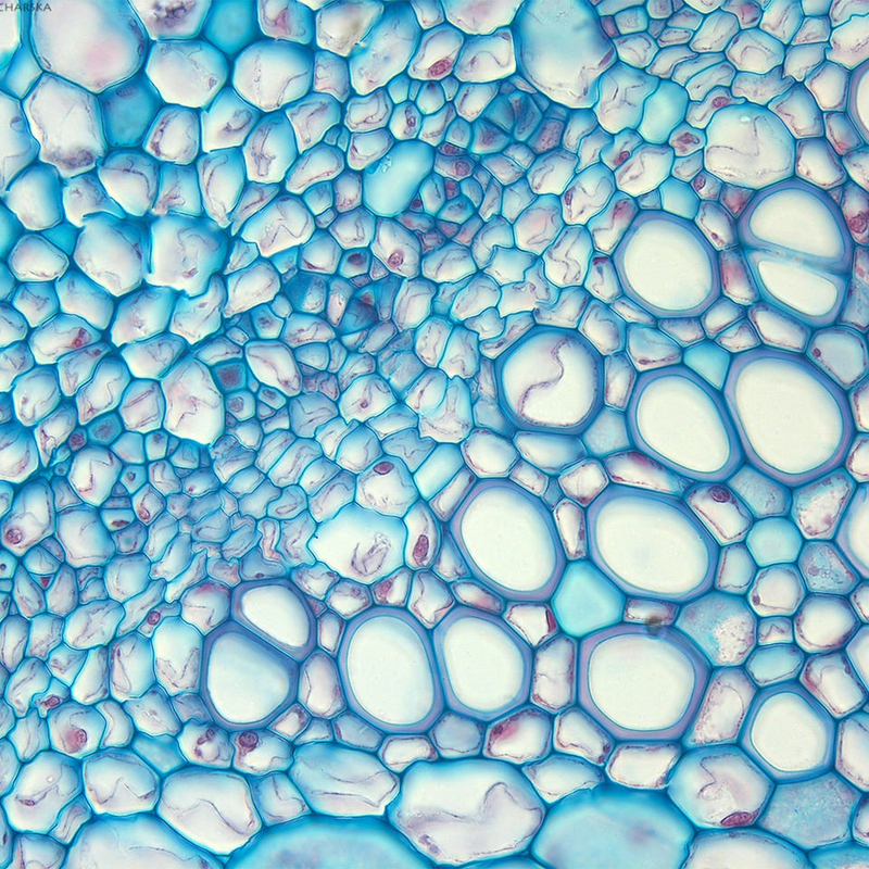 Microscop biologic binocular BIM-135B EA semiPLAN (40x-1000x) (resigilat)