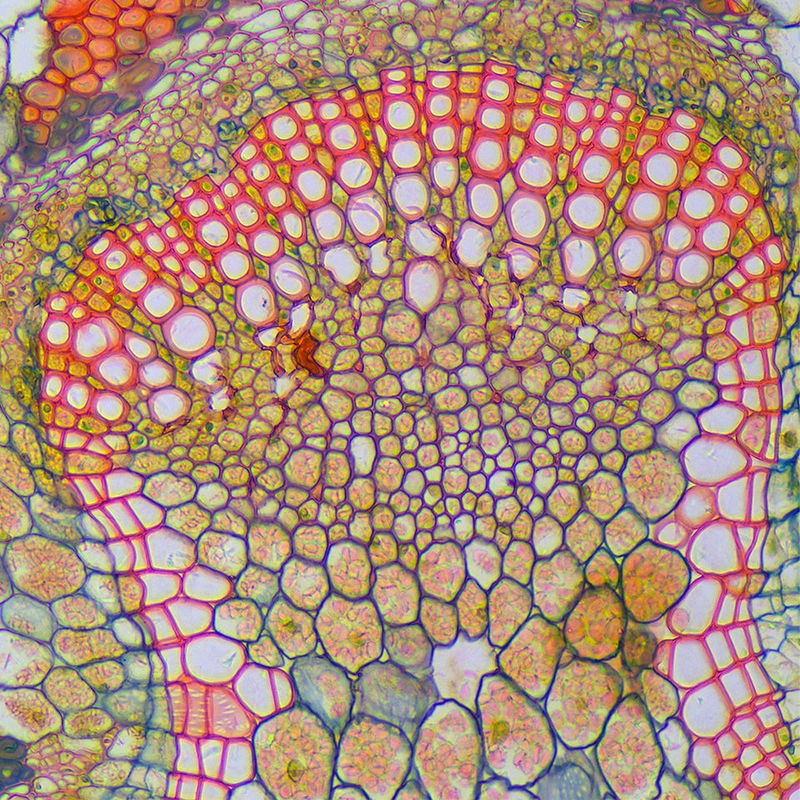 Microscop biologic binocular BIM-135B EA semiPLAN (40x-1000x) (resigilat)