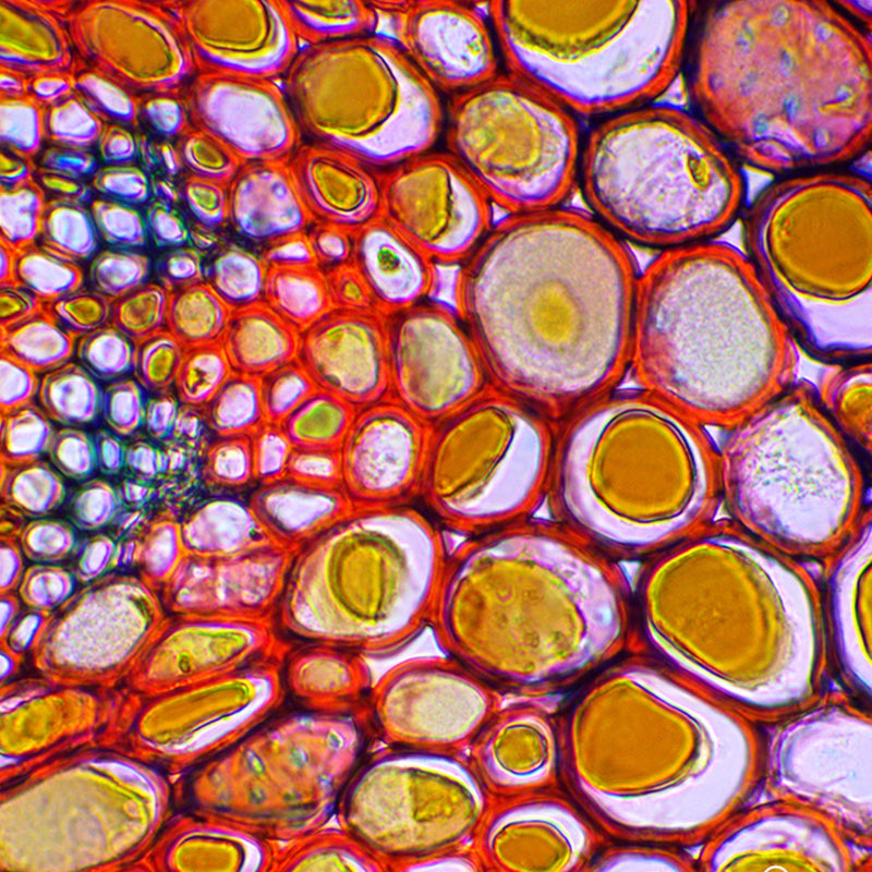 Microscop biologic binocular BIM-135B EA semiPLAN (40x-1000x) (resigilat)