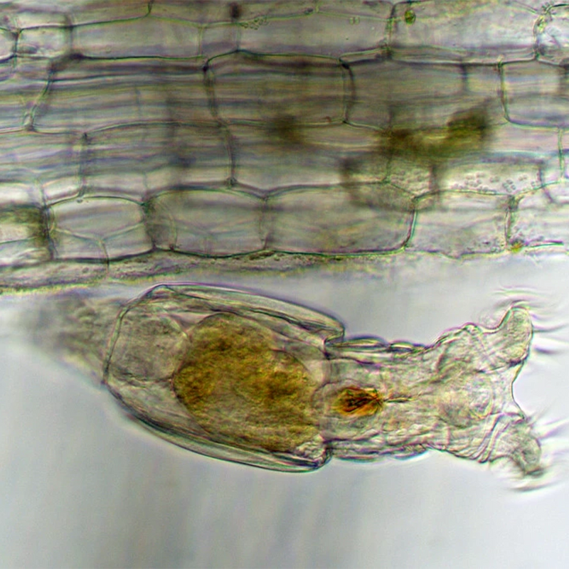 Microscop biologic binocular BIM-135B EA semiPLAN (40x-1000x) (resigilat)