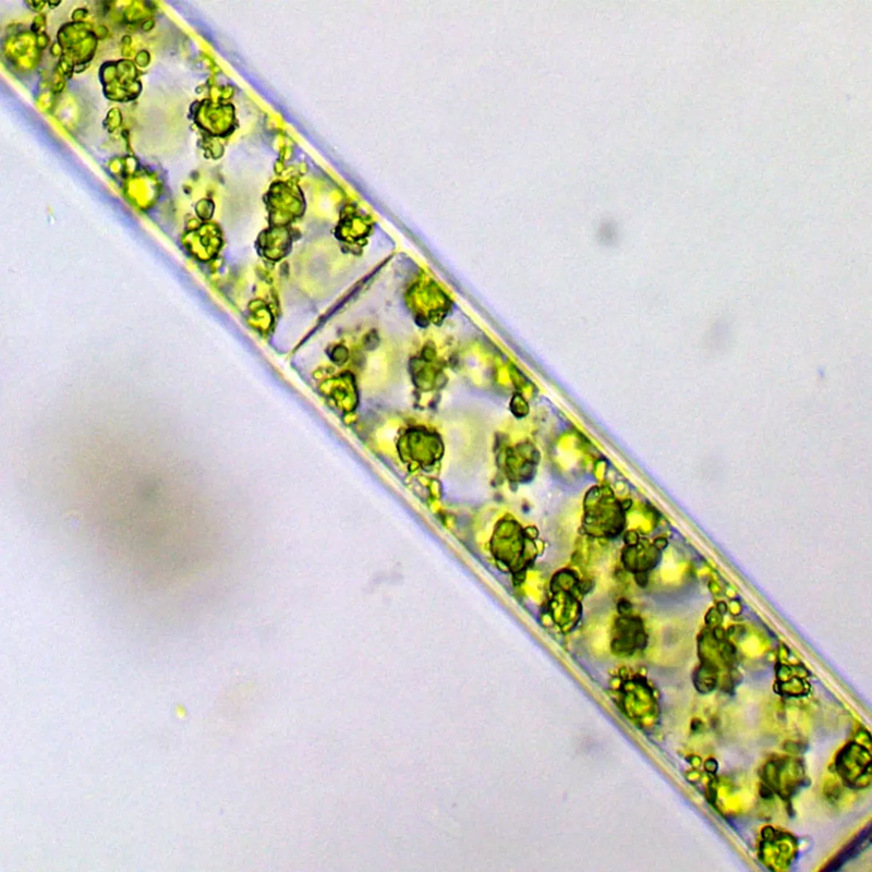 Microscop biologic trinocular BIM-151T LED (40-1000x)
