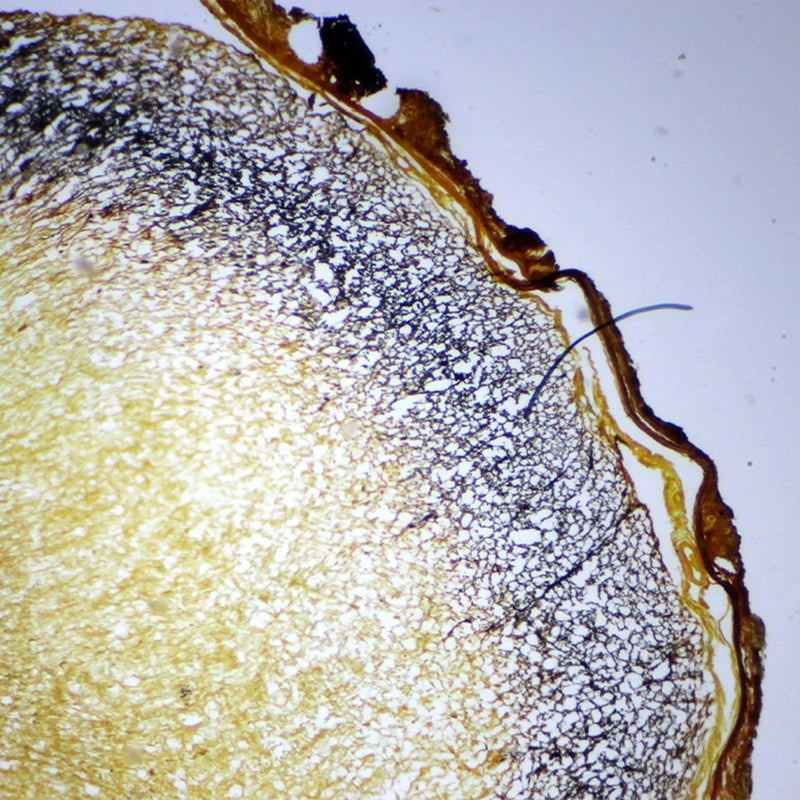 Microscop biologic trinocular BIM-151T LED (40-1000x)