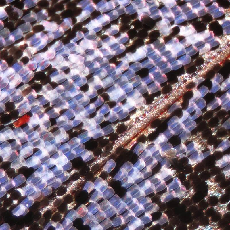 Microscop stereo Delta Discovery 50 (20x - 40x)