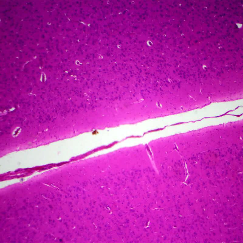 Set preparate mixt pentru microscop (25 buc)