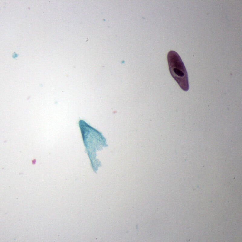 Set preparate zoologica pentru microscop (25 buc)