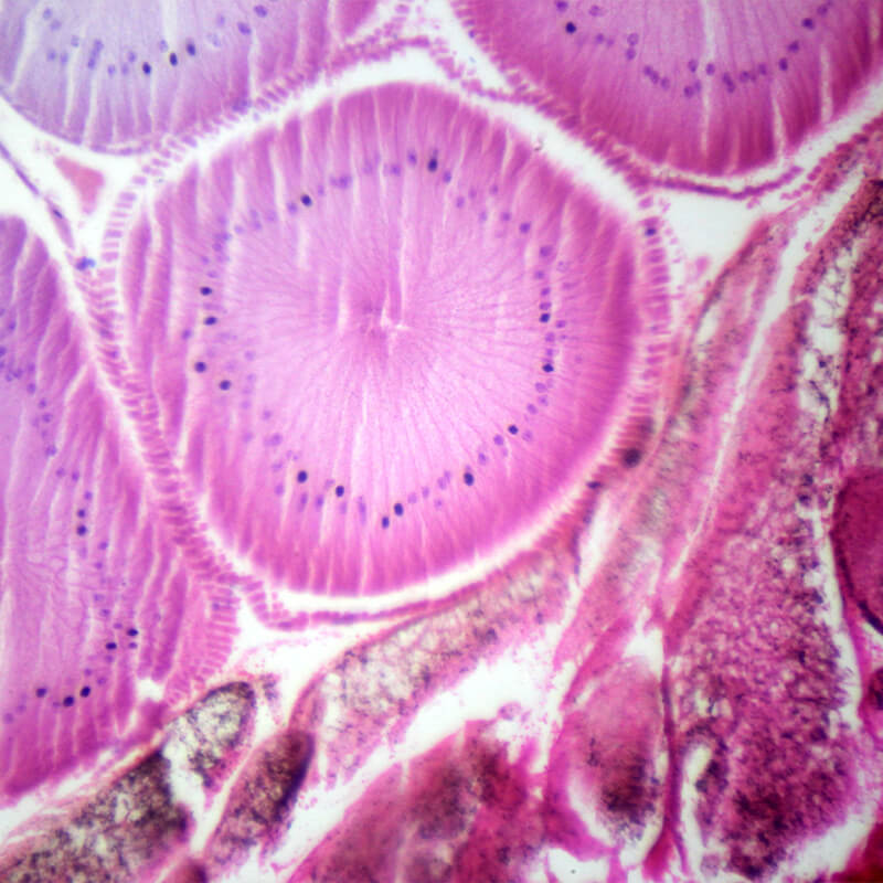 Set preparate zoologica pentru microscop (25 buc)
