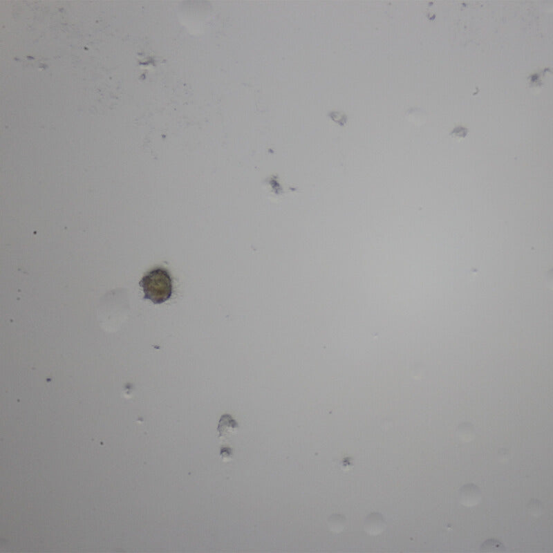 Set preparate zoologica pentru microscop (25 buc)