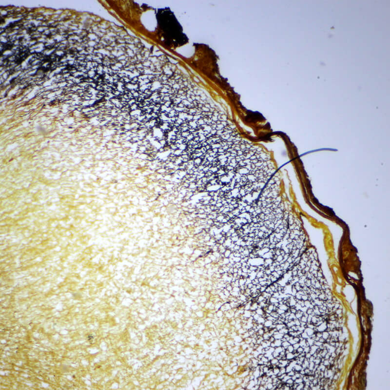 Set preparate mixt pentru microscop (25 buc)